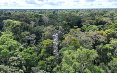 BOAS NOTÍCIAS PARA O MEIO AMBIENTE